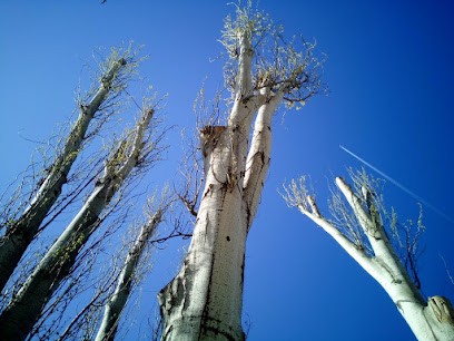 TIM ARBORIST, Elagueur à Ledeuix