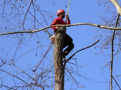 Occitanie Elagage, Elagueur à Marmande
