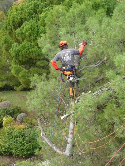 SARL Forêt Environnement Services FES, Elagueur à Roquefort-les-Pins