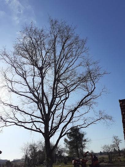 Elag'arbre Pacôme Bernard, Elagueur à Thurey
