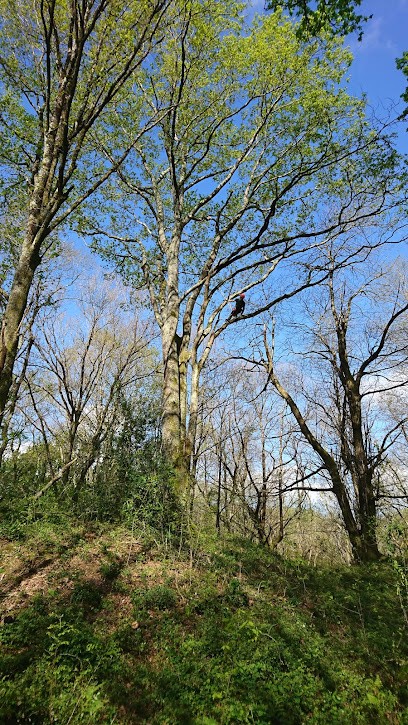 Arbres et Co 40, Elagueur à Saubusse