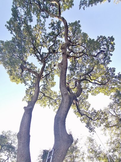 Nans Guillen (arboriste élagueur), Elagueur à Montélimar