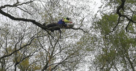 Branché ARBRE Élagage - Arboriste Grimpeur Élagueur en Vendée 85, Elagueur à Saint-Hilaire-le-Vouhis