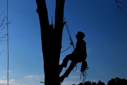 ENTREPRISE OL: Jardinier élagueur Abattage d'arbres Taille haies espaces verts élagage Maine-et-Loire 49 Avrillé Rennes, Elagueur à Segré-en-Anjou Bleu