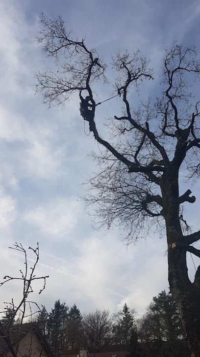 Élagage Aux arbres caetera, Elagueur à Lombard