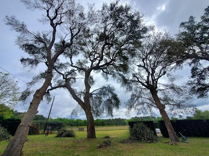 Landes Cimes Elagage, Elagueur à Soustons
