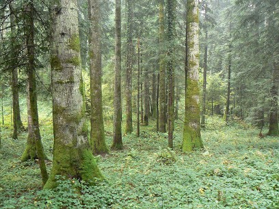 Selva Bois, Elagueur à 