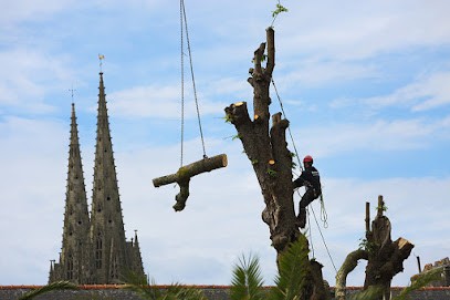 Belbeoc'h 29, Elagueur à Landrévarzec