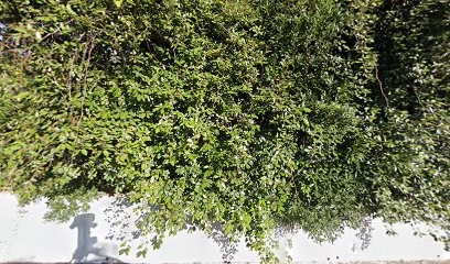 Elagage et Nettoyage de Jardins Laurent Tramois, Elagueur à Saint-Clément-de-Rivière