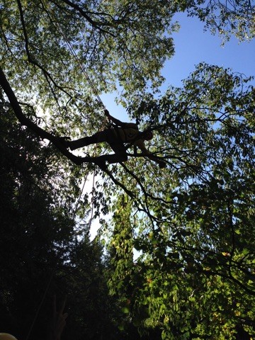 Oc-Scie-Branches - Pierre PAYA, Elagueur à Neffiès