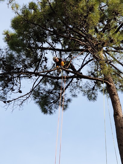 Arborio, Elagueur à Saint-Georges-d'Oléron