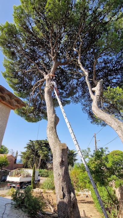 Baptiste Elagueur 34 - Élagage : Espaces Verts, Paysagiste, Pose Clôture Montpellier Béziers Pézenas Sète, Elagueur à Sète