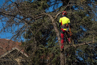 BADENS MICKAEL GRIMPEUR ÉLAGUEUR: Entreprise Élagage 82 Montauban Taille Abattage Arbres Tarn-et-Garonne Bressols Montbeton, Elagueur à Montauban