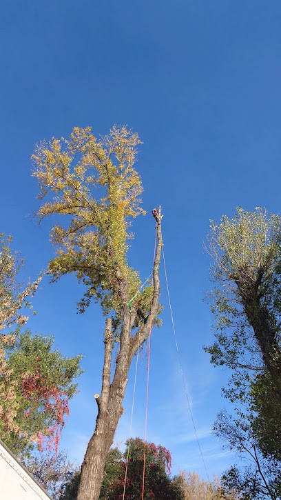 Sud Bois De Chauffage Et Élagage, Elagueur à Moussac