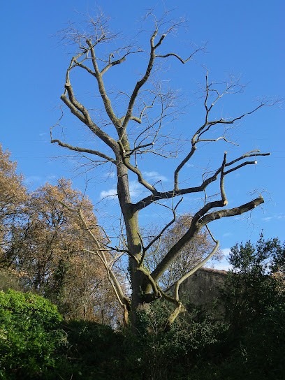 Castor Grimpeur, Elagueur à Lorlanges