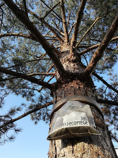 Canopée Élagage, Elagueur à Saint-Médard-sur-Ille