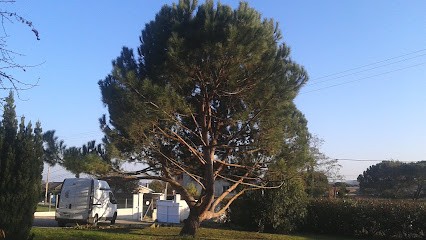 Arborea De Loïc Fratacci - Intervention Et Formation - Conseil, Diagnostic, Taille Et Soins Des Arbres D'ornements, Elagueur à Saint-Macaire