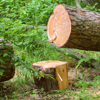 MERLIN NICOLAS | Service D'élagage & D'abattage D'arbres à Saint-Doulchard Et Alentour, Elagueur à Saint-Doulchard