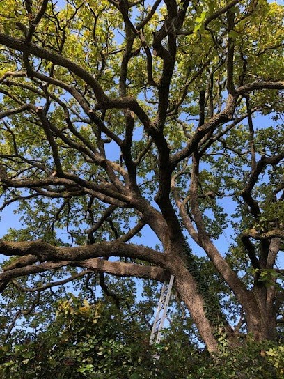 Arbo Forest, Elagueur à Nyons