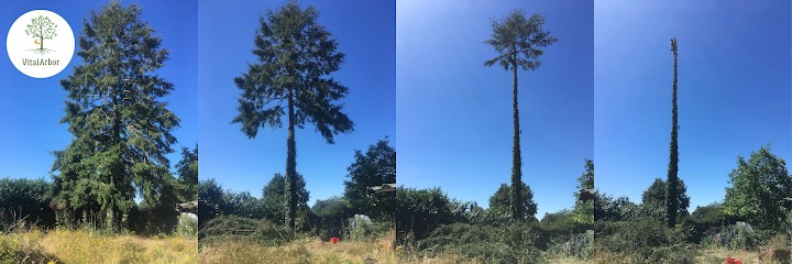 Vitalarbor élagage, Elagueur à Mauges-sur-Loire