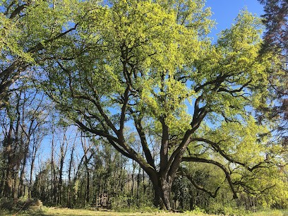 du sommet des arbres, Elagueur à Massiac