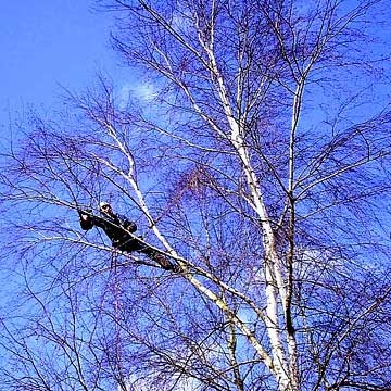 Chatel Vincent, Elagueur à Mézidon Vallée d'Auge