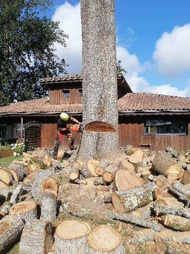 AP Elagage, Elagueur à Léogeats