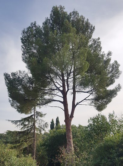 CIDOU Paysages Elagage, Elagueur à Marseille 11