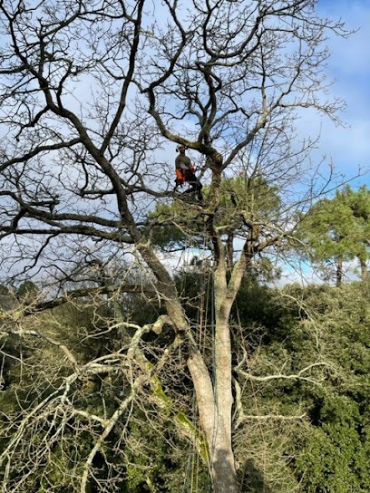 L'arbre en vie, Elagueur à Saint-Jean-de-Monts