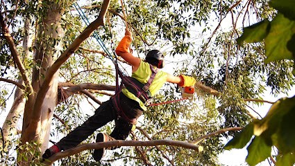 Horizon Bois Bouffard maxime, Elagueur à Saulce Sur Rhone