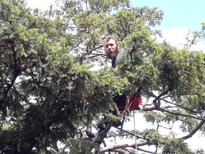 L'Arboriste Grimpeur, Elagueur à Landébia