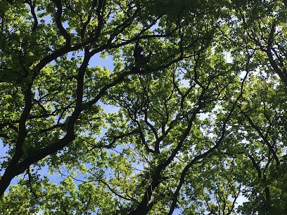 À Vos Arbres, Elagueur à Vaux-le-Pénil