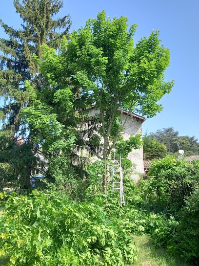 Ld élagage, Elagueur à Villeurbanne