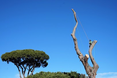 SEVE ELAGAGE - Elagueur Arboriste Grimpeur en Ardèche, Elagueur à Saint-Pierre-de-Colombier