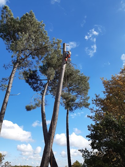 Arboriste-Grimpeur Pierrick Corge, Elagueur à Saubens