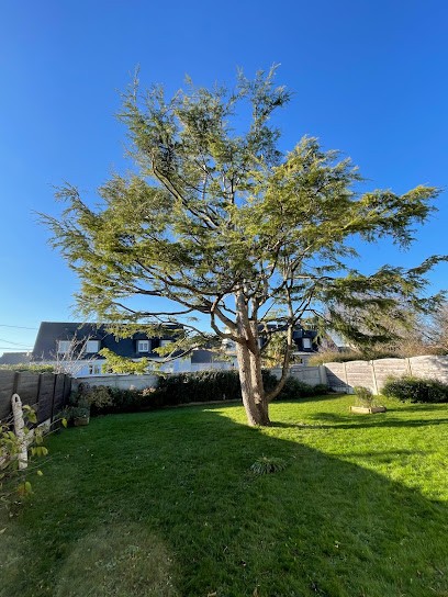 Lemarié Thomas, Taille d'arbres et arbustes, Elagueur à Mont-Dol