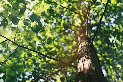 La Tête Dans Les Arbres, Elagueur à Viroflay