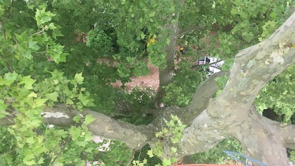 Des Cordes à Mon Arbre Élagage et Abattage DCA Travaux en Hauteur, Elagueur à Messimy-sur-Saône