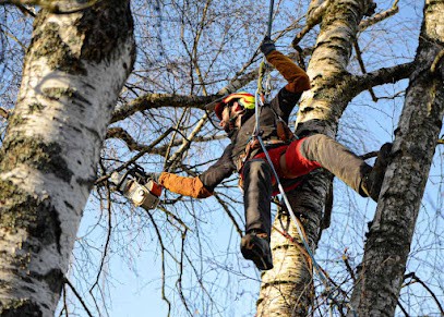 Sur Un Arbre Perché, Elagueur à Meylan