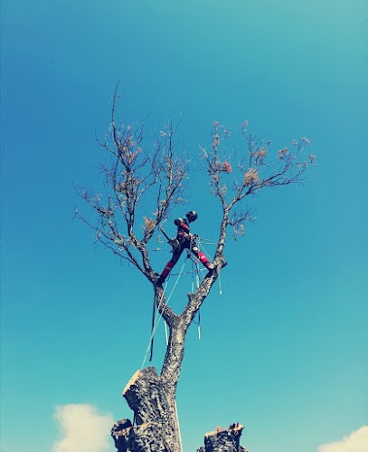 Élagage / Arboriste grimpeur / R.Bonnel, Elagueur à Prunelli-di-Fiumorbo