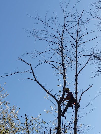Arboservices élagage. Elagueur certifié à votre service dans toute l'Ariège, Elagueur à Vernajoul
