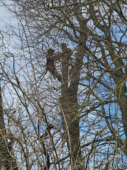Arbor Environnement, Elagueur à Vulaines