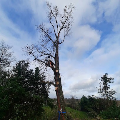DU PIN SUR LA BRANCHE - Damien MOULIN, Elagueur à Lormont
