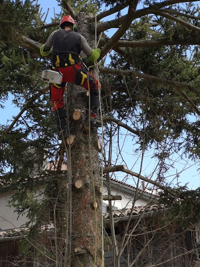 Quercus Elagage, Elagueur à Vif