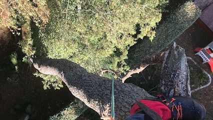 ARBOR OUEST, Elagueur à Pornic