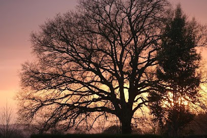 VITAL'ARBRES – Élagage Et Abattage à Rennes En Ille-et-Vilaine (35), Elagueur à Pleumeleuc