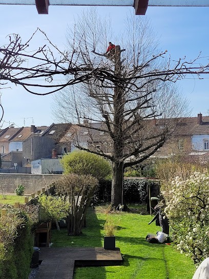 entreprise faes elagage arbres abattage arbres lievin nettoyage toiture elagueur grimpeur Pas-de-Calais 62, Elagueur à Liévin