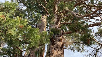 Ray Spécialiste de l'Arbre, Elagueur à Nivolas-Vermelle