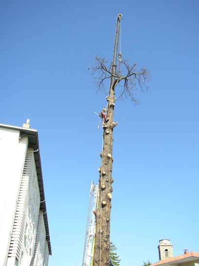 Gérard Chaudier Espaces Verts (Élagage & Soins des arbres), Elagueur à Saint-Jean-Bonnefonds