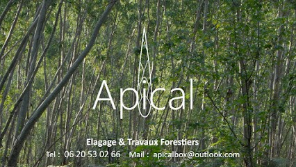 Apical, Elagueur à Lyon 01